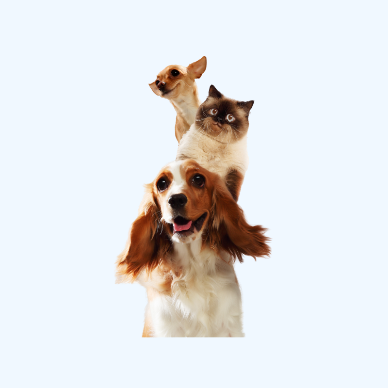 Pets